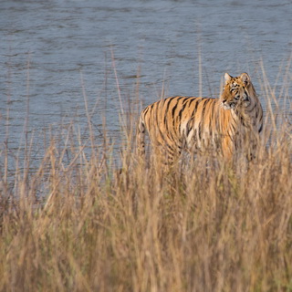 Tadoba - Tigress